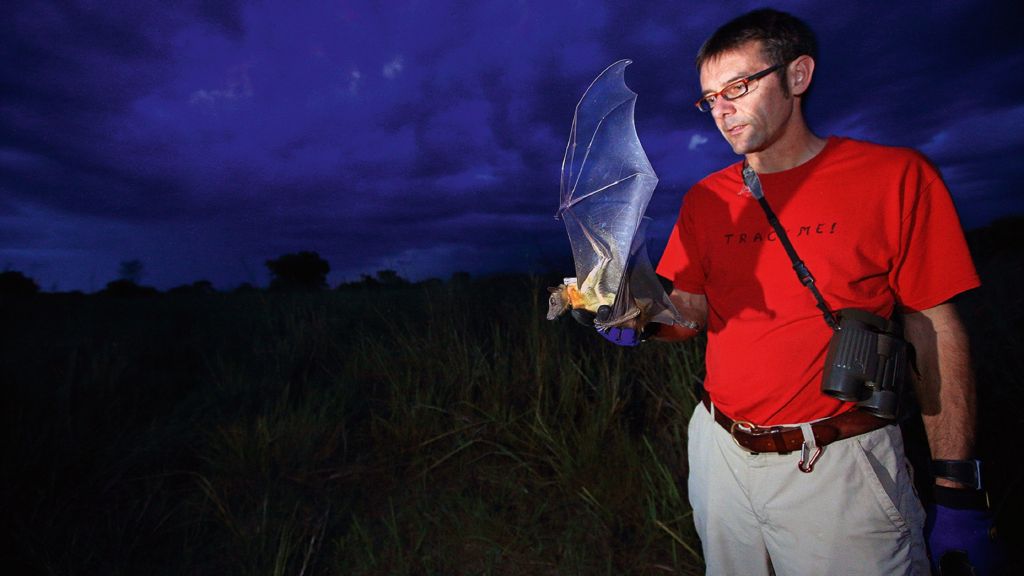 Prof. Dr. Martin Wikelski, Head of the ICARUS project, investigates the movements of fruit bats.