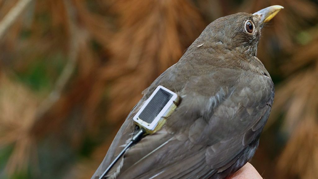 Blackbirds are among the animals the Max Planck Institute will observe with the aid of ICARUS.