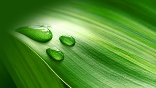 environment environment